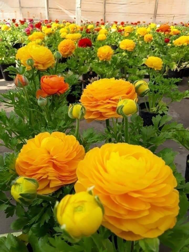 FB_IMG_1642231733925